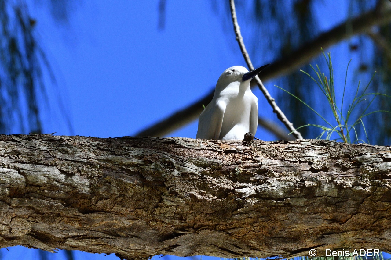 DSC_8729 Gygis alba fairy tern_tn.jpg